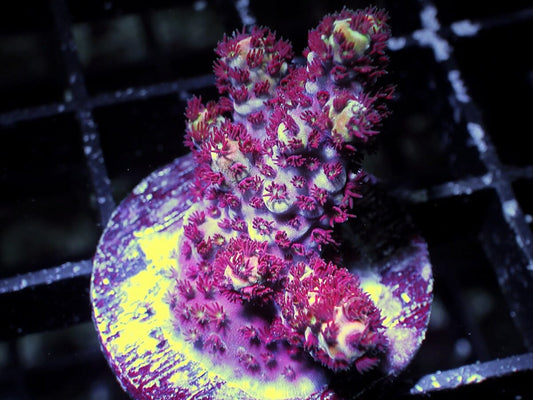Red Acropora millepora