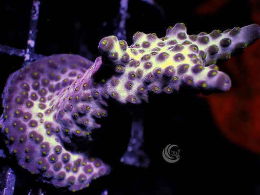 Purple Beast Acropora