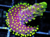 Neon Polyp Acropora