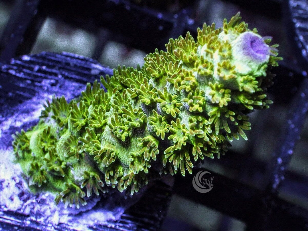 Purple tip Fuzzy Green Acropora