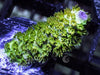Purple tip Fuzzy Green Acropora
