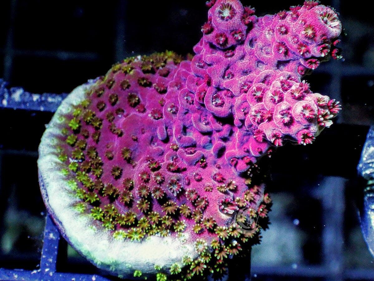 Rouge Acropora