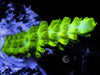 Lime Acropora