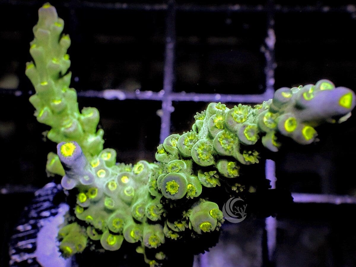 Lemon-Lime Acropora tenuis