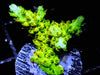 Lemon-Lime Staghorn Acropora