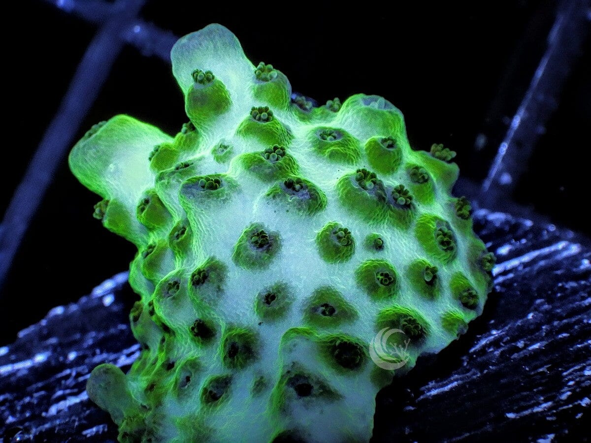 Green-Teal Acropora