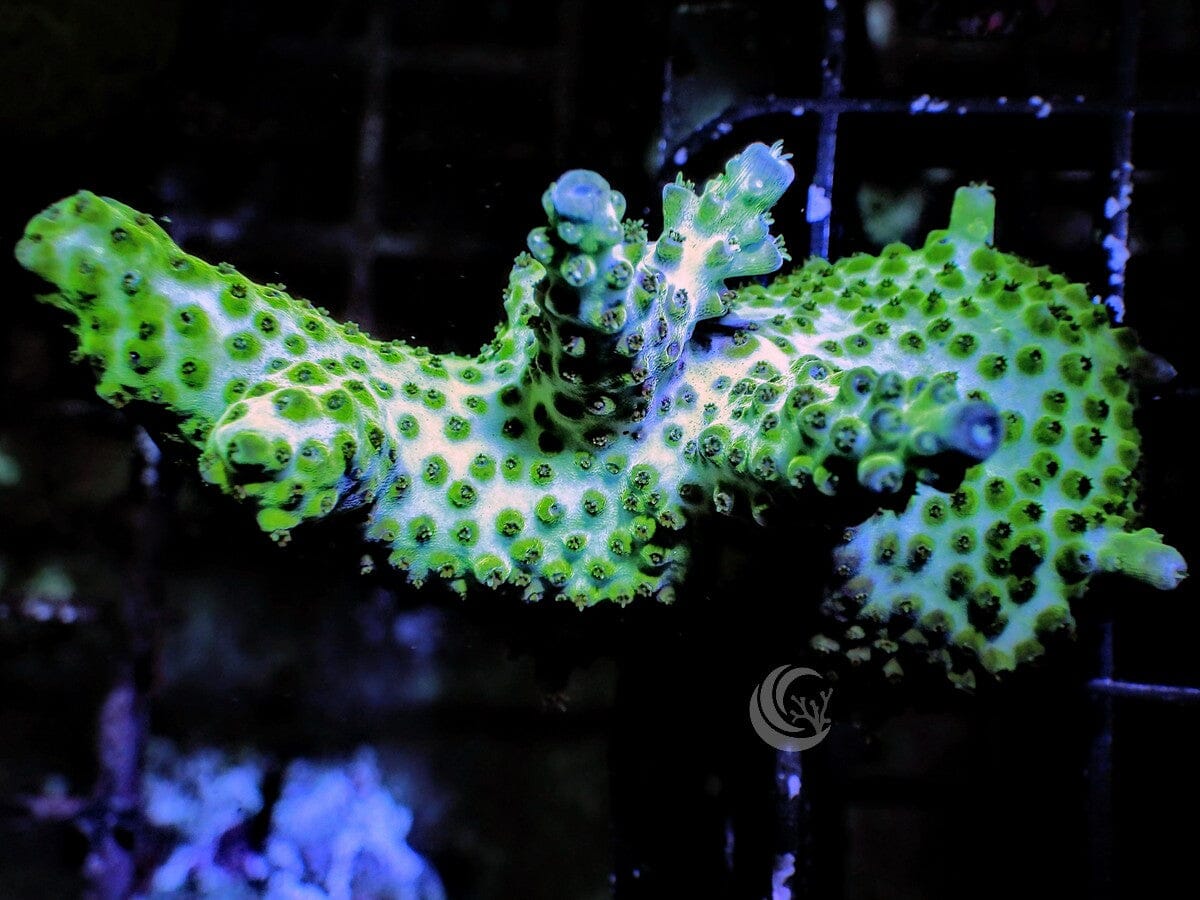 Green-Teal Acropora