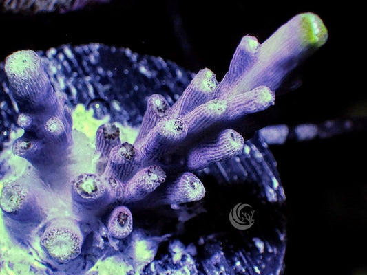 Purple Acropora