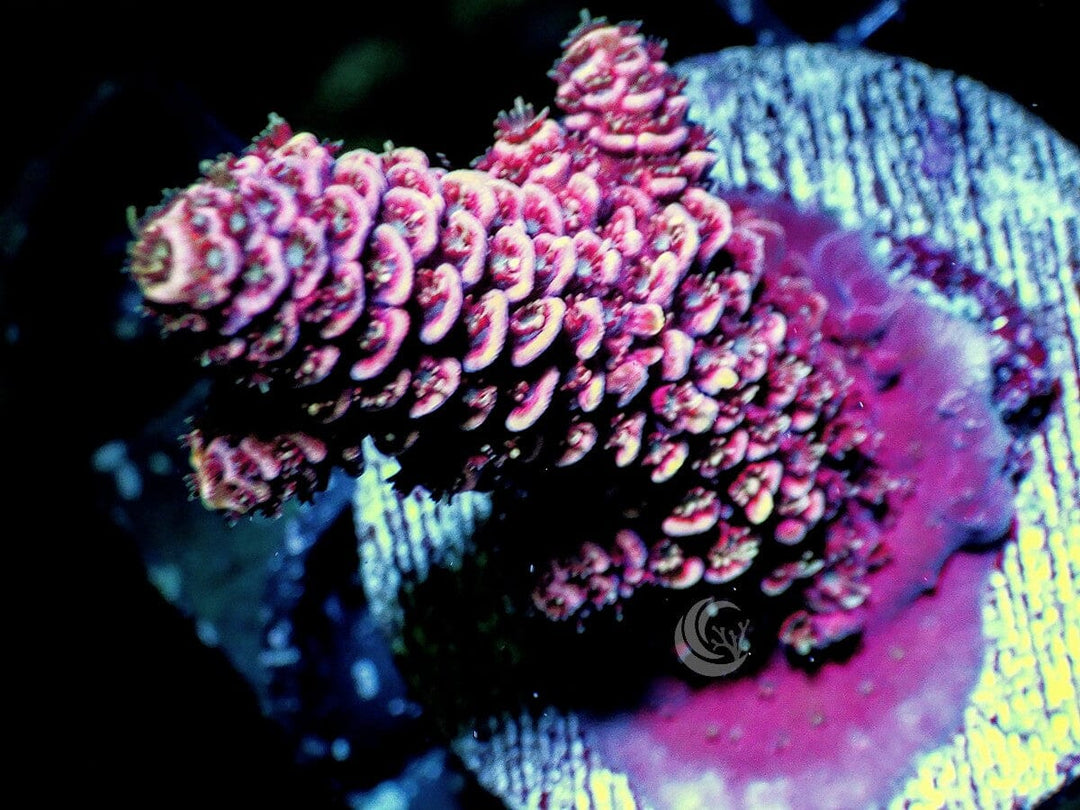 Red Acropora millepora