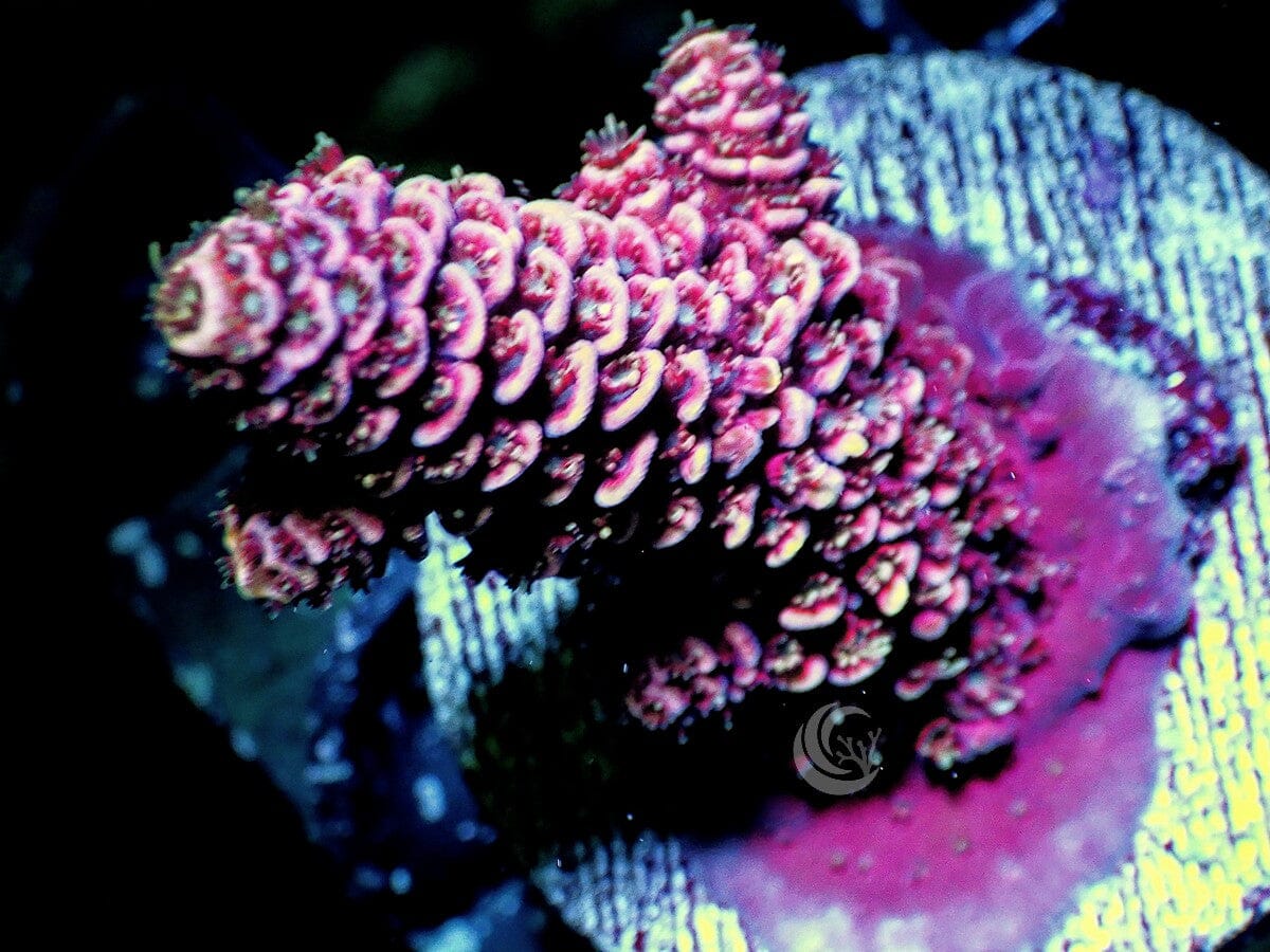 Red Acropora millepora