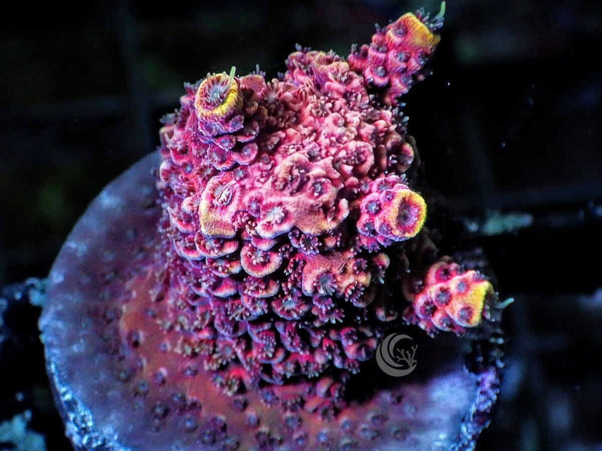 Red Acropora millepora