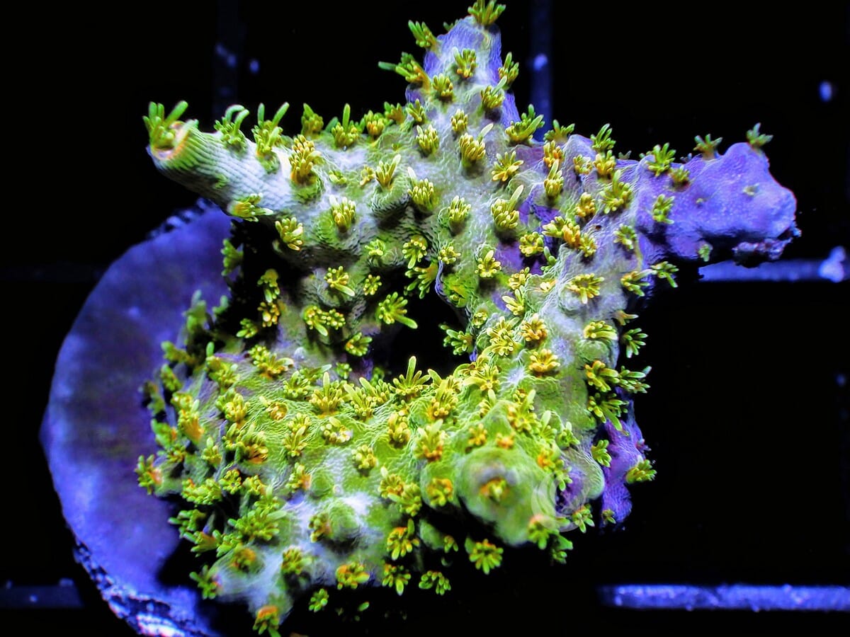Yellow Polyp Acropora