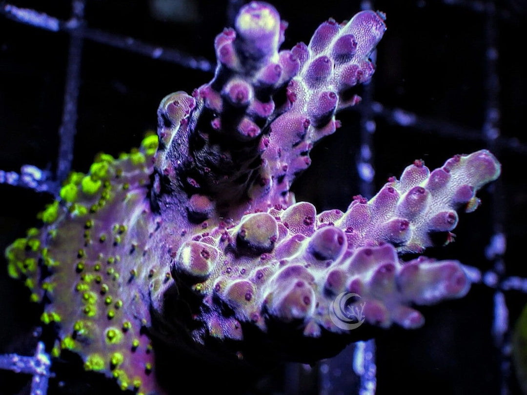 Purple Beast Acropora