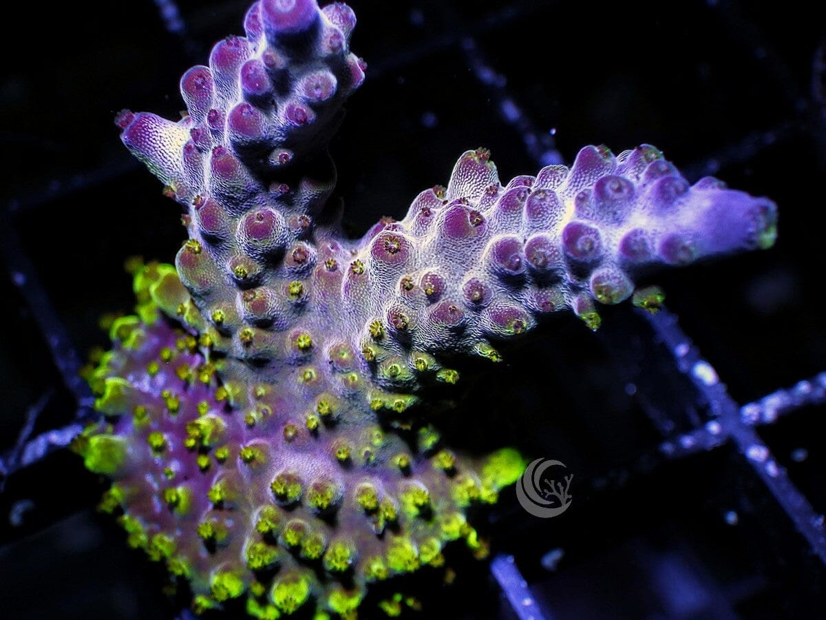 Green Polyp Acropora