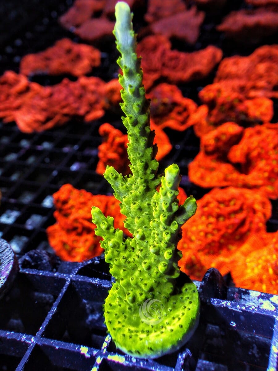 Green Staghorn Acropora