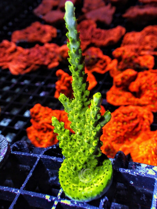 Green Staghorn Acropora