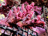 Cultured Chunky Red Table Acropora