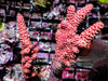 Cultured Chunky Pink-Red Acropora millepora