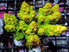 Cultured Chunky Lemon-Lime Acropora