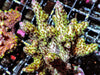 Cultured Chunky Speckled Acropora