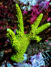 Cultured Chunky Lime Staghorn Acropora