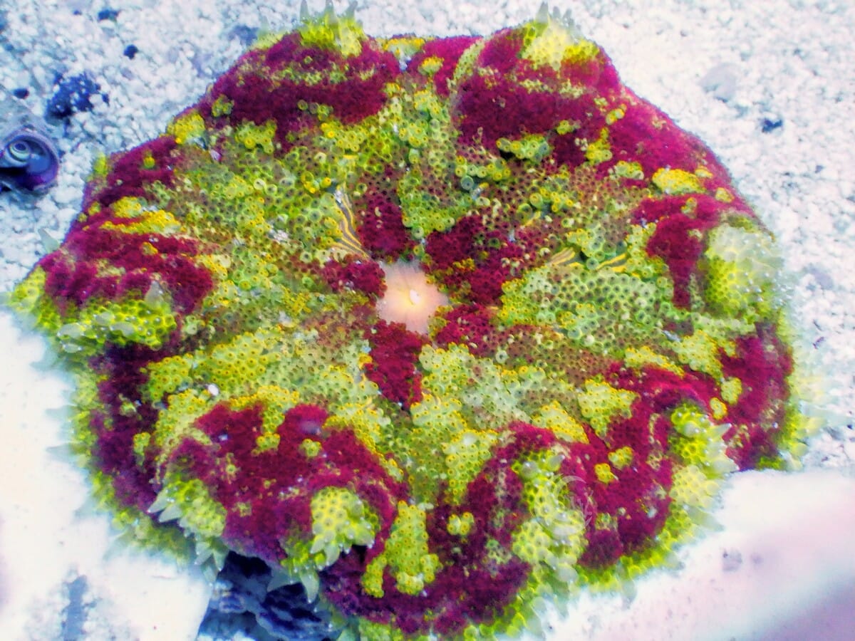 Mini Carpet Anemone