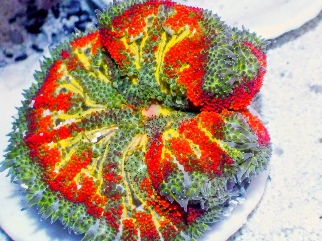 Mini Carpet Anemone