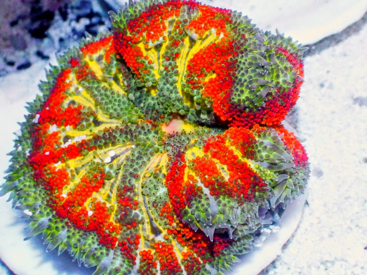 Mini Carpet Anemone