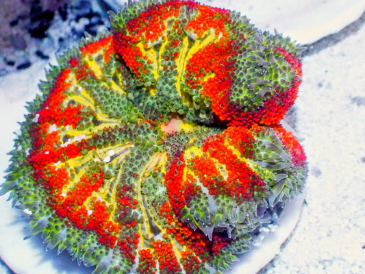 Mini Carpet Anemone