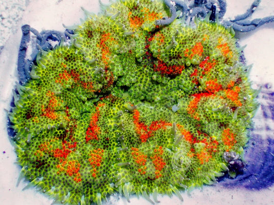Mini Carpet Anemone