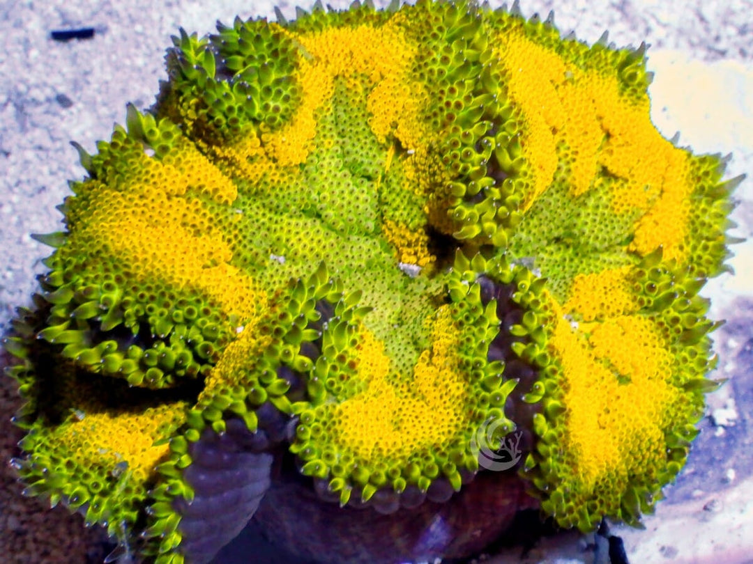 Mini Carpet Anemone