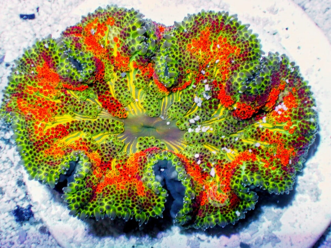 Mini Carpet Anemone