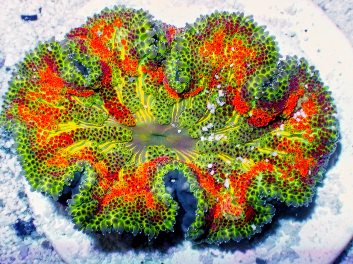 Mini Carpet Anemone