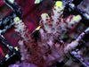 Red acropora millepora