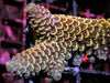 Golden Dragonscale Acropora spathulata