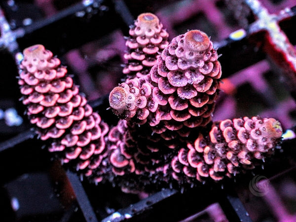 Pink Acropora millepora - Pacific East Aquaculture