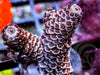 Mauve Acropora millepora