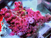 Rainbow Flames Acropora