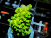 Green Slimer Staghorn Acropora