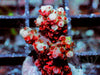 Red Polyp Table Acropora