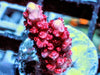 Red Table Acropora