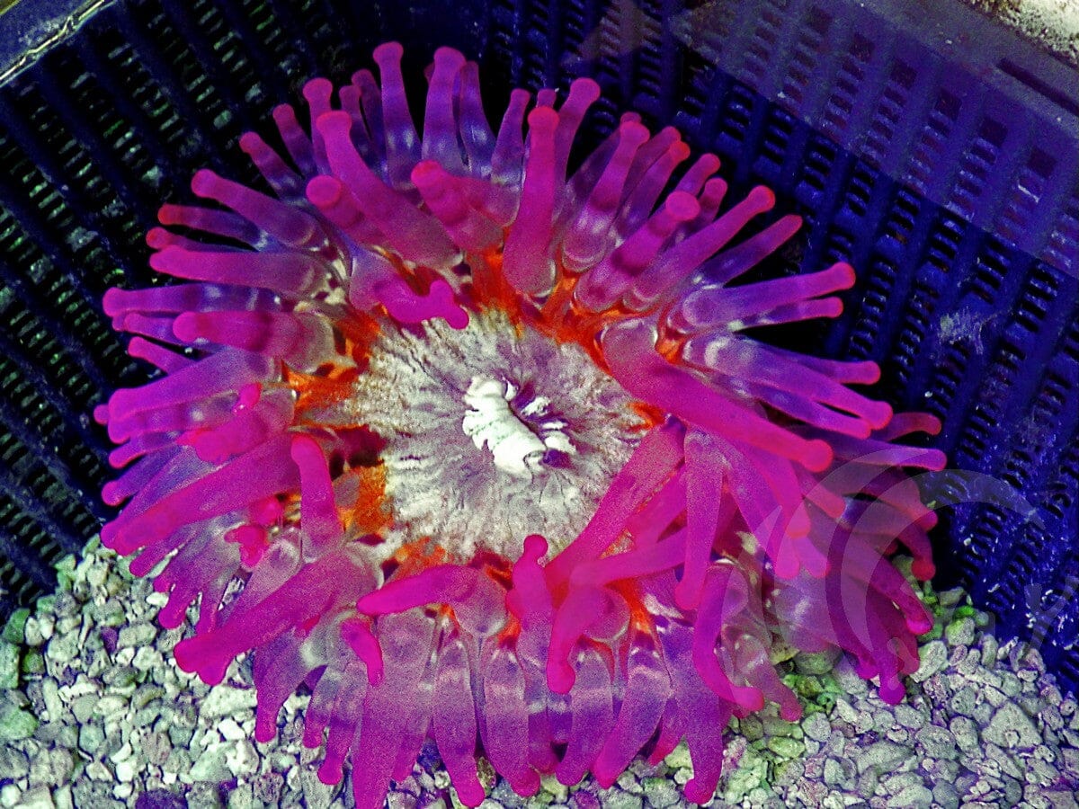 Bright Magenta-Purple Telmatactis Anemone