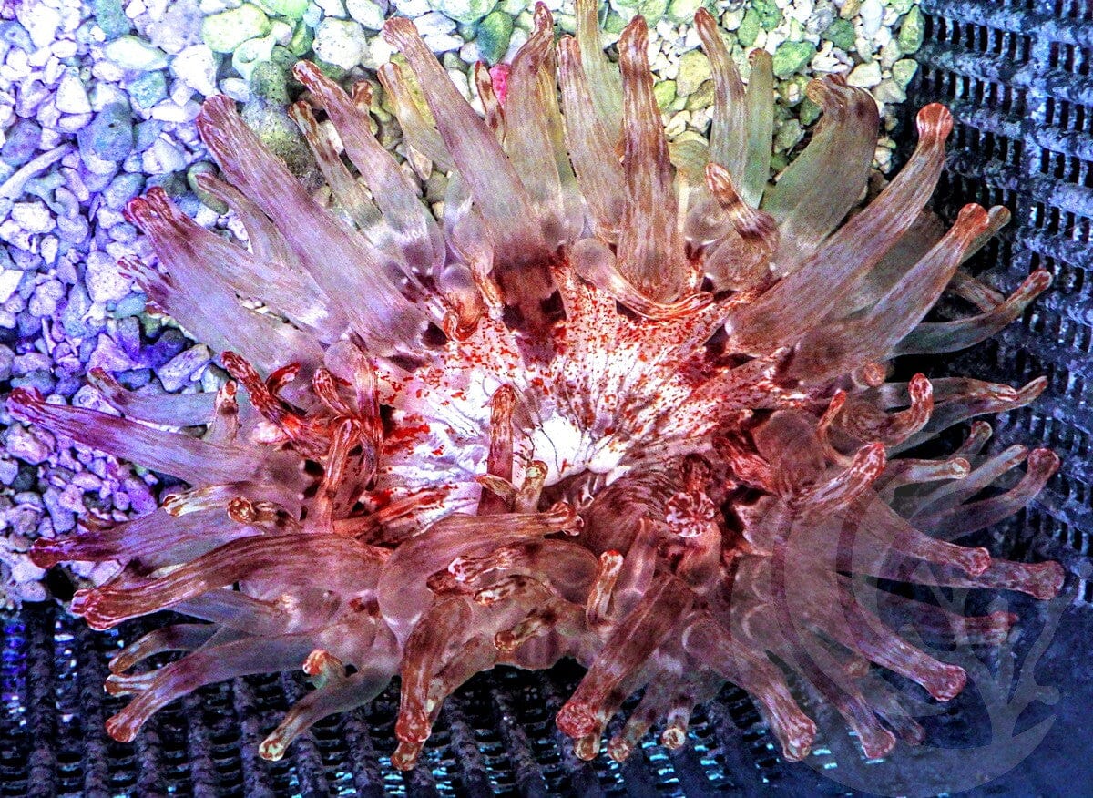 RARE Telmatactis cricoides Anemone