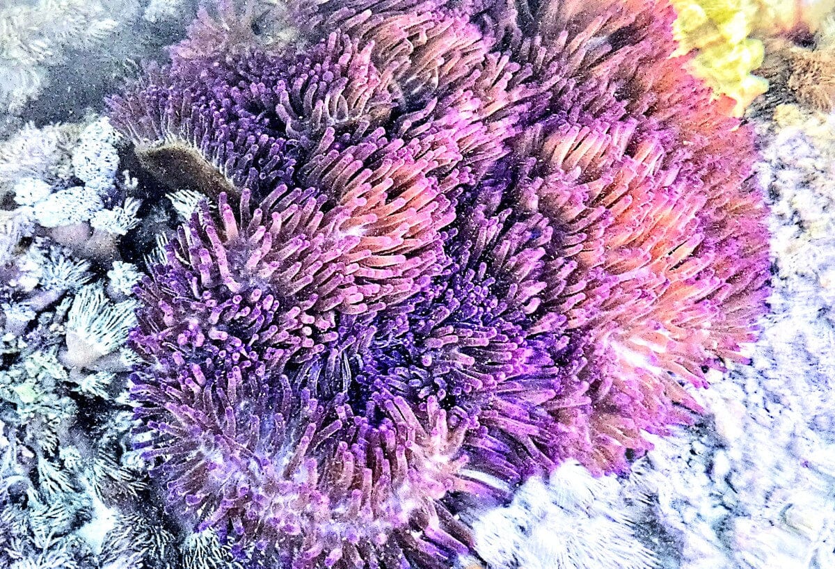 Jumbo Purple Heteractis magnifica Anemone