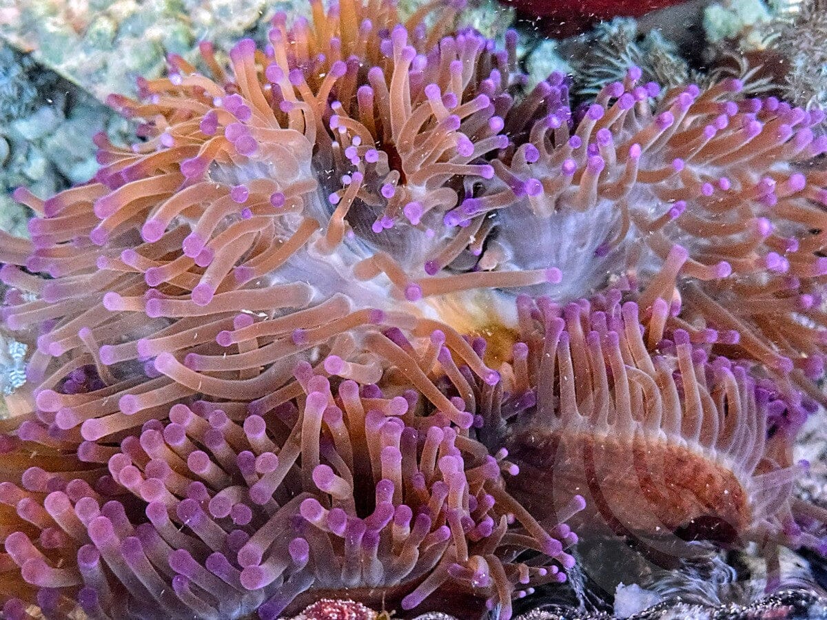 Purple Heteractis magnifica