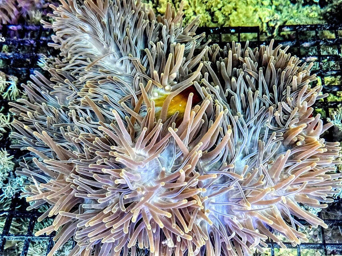 Yellow tip Heteractis magnifica