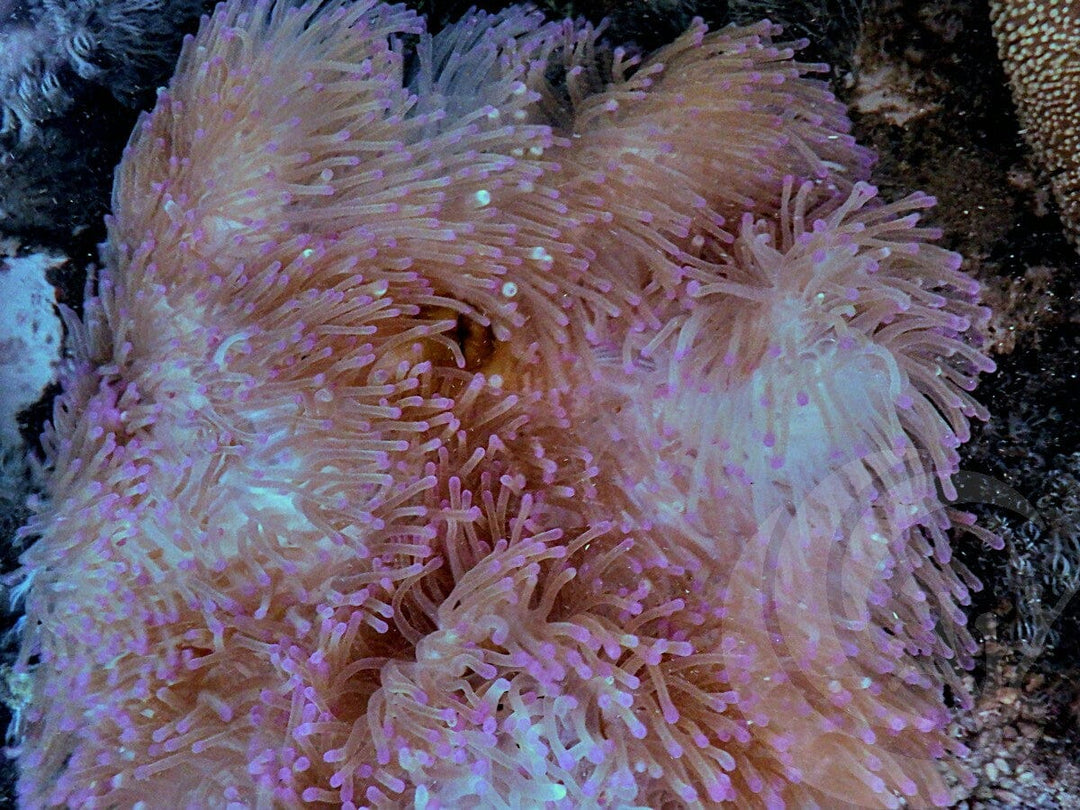 Purple tip Heteractis magnifica Yellow-Brown Base