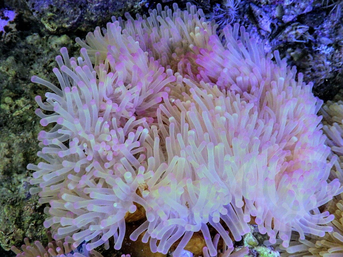 Purple tip Heteractis magnifica Yellow-Brown Base