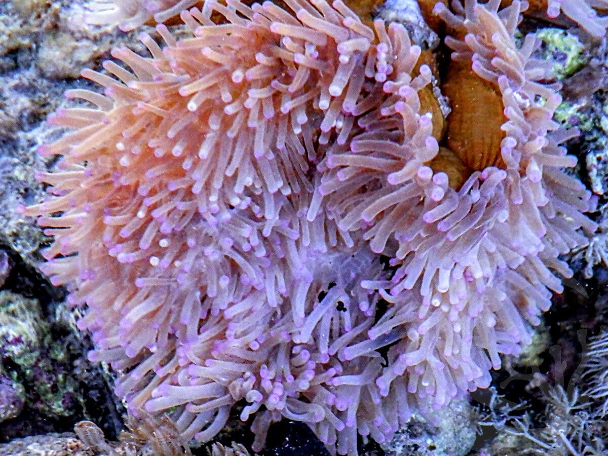Purple tip Heteractis magnifica Brown Base
