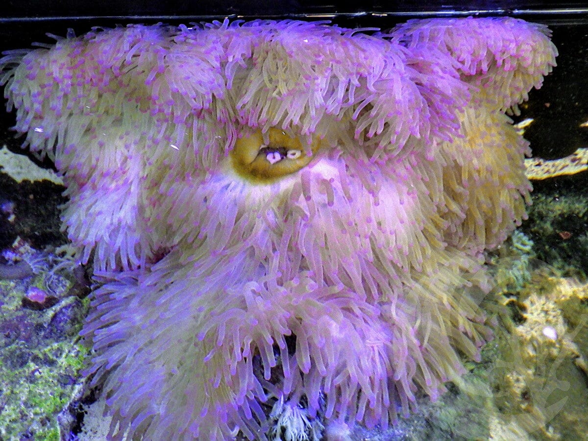 Purple tip Heteractis magnifica Yellow-Brown Base